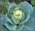 Cabbage Seed - 50+ Heirloom Golden Acre Cabbage Seeds - Non-GMO - Brassica oleracea