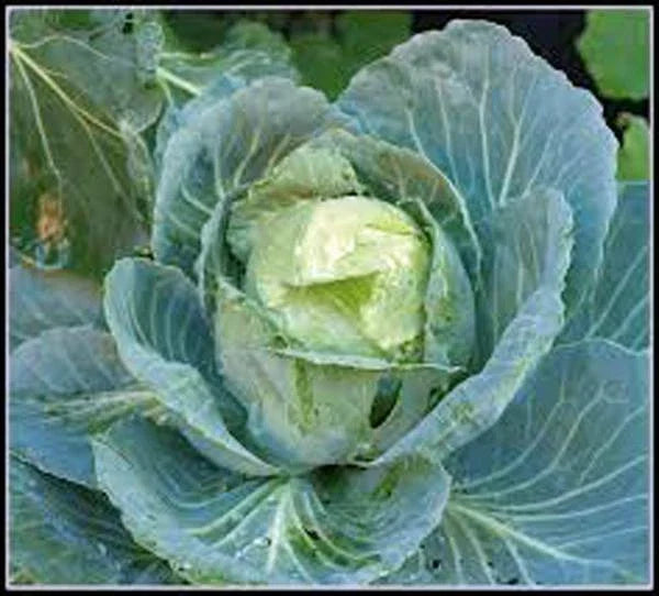 Cabbage Seed - 50+ Heirloom Golden Acre Cabbage Seeds - Non-GMO - Brassica oleracea