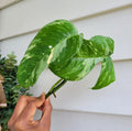 Rare Live Plant Cutting - Rooted Variegated Epipremnum Pinnatum Albo - Indoor Houseplant Decoration