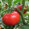 Sub Arctic Plenty Tomato Seeds - 45-50 Days - Early Ripening Variety - Solanum lycopersicum - 25 Seeds