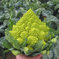 Romanesco Broccoli Seeds - 50+ Non-GMO Heirloom Organic Seeds - Fresh Culinary Variety