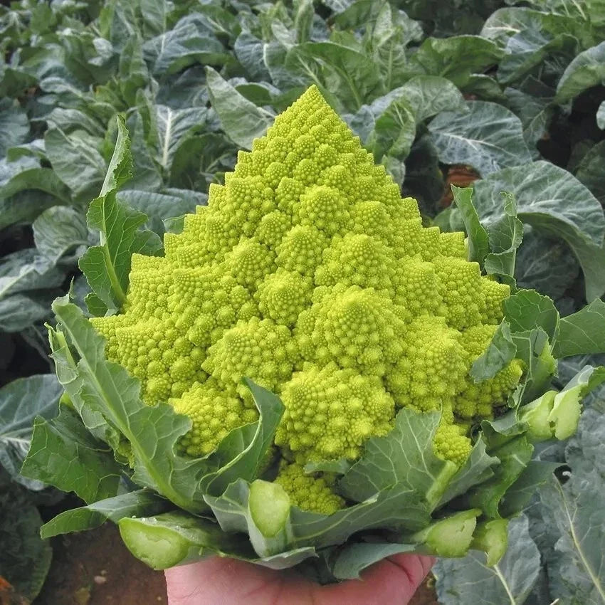 Romanesco Broccoli Seeds - 50+ Non-GMO Heirloom Organic Seeds - Fresh Culinary Variety