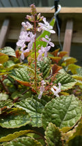Purple Swedish Ivy Plant with Roots - Ready to Plant - Plectranthus australis