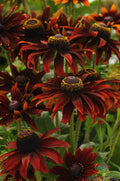 Moreno Rudbeckia Seeds - 200+ Bulk Garden Seeds for Planting - Black-Eyed Susan (Rudbeckia hirta) - USA