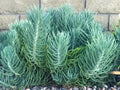 Senecio Mandraliscae Blue Chalk Sticks Succulent Cuttings - 5" Live Plants - Drought-Tolerant Indoor Decor