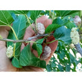 White Mulberry Cuttings 10 Pack - T530A Variety - Sweet 29+Brix - Ideal for Grafting or Rooting - Morus alba