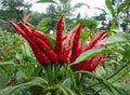 Hot Millet Pepper Seeds 50+ | Non-GMO | Capsicum annuum | Organic Gardening Seeds