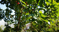 Stella Cherry Tree Cuttings - 8 Unrooted Cuttings - Prunus avium - Grow Your Own Cherry Trees