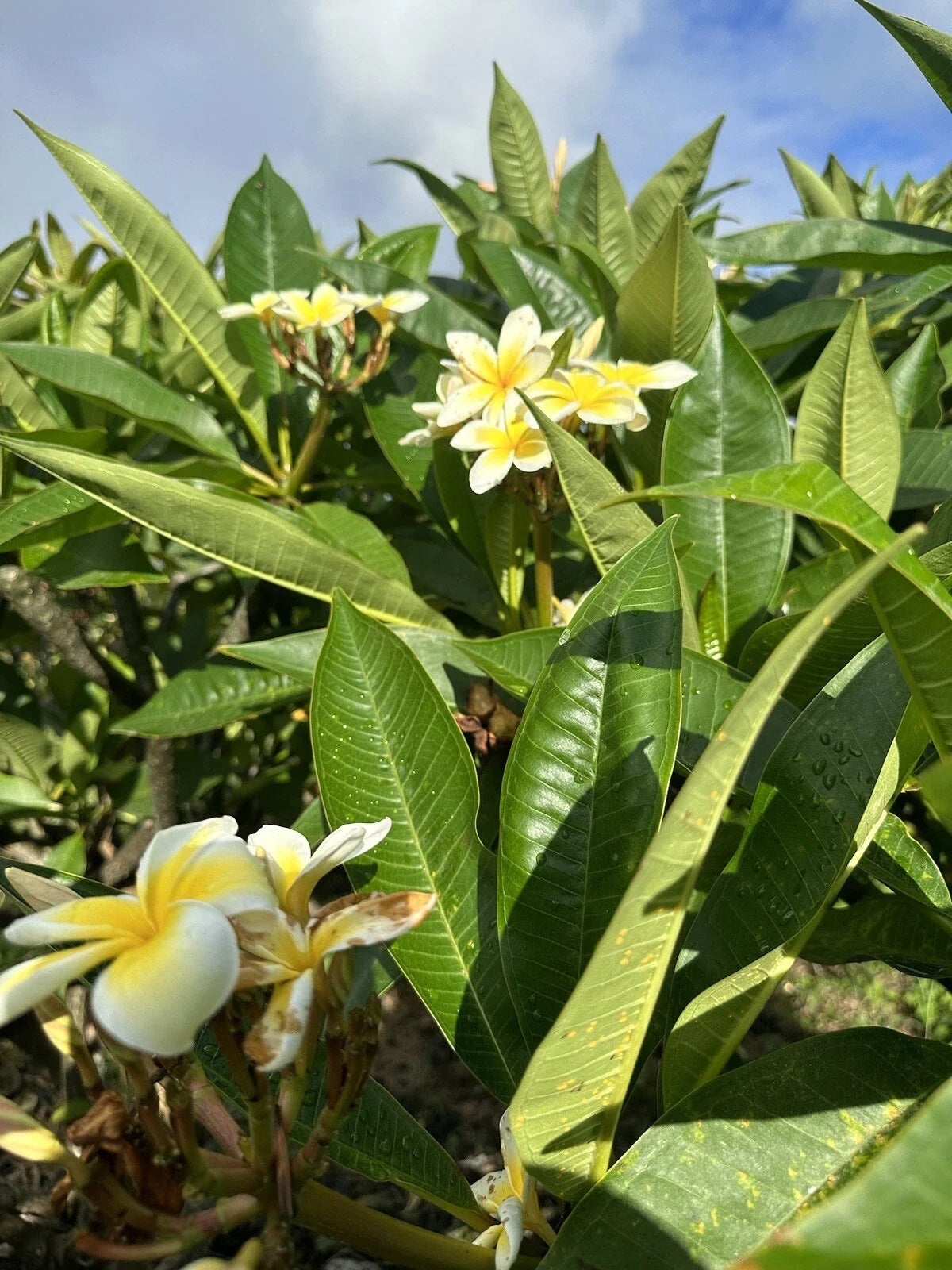 Yellow Plumeria Cutting 10 inch Unrooted Single Head - Plumeria spp. - Pack of 25 Fresh Starter Cuttings