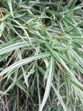 50 Bamboo Seeds Dwarf Malay Variegated Privacy Plant Garden Clumping Shade Screen (Bambusa vulgaris)