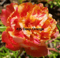 Moss Rose Cuttings, 10 Unrooted, Deep Orange, Portulaca Grandiflora - Vibrant Succulent Plants for Garden or Container