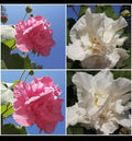 Confederate Cotton Rose Cuttings (4) - Color Changing Flowers, Hibiscus mutabilis