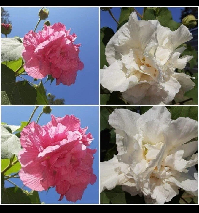 Confederate Cotton Rose Cuttings (4) - Color Changing Flowers, Hibiscus mutabilis