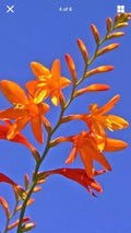 15 Live Crocosmia Masoniorum Bulbs - Bright Orange Flowering Perennial - Thrives in Zones 6-9 - Summer Garden Plants