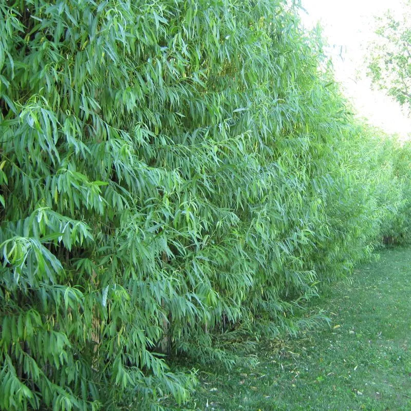 Hybrid Aussie Willow Tree - Fastest Growing Tree - Salix x. "Aussie" - 1 Plant
