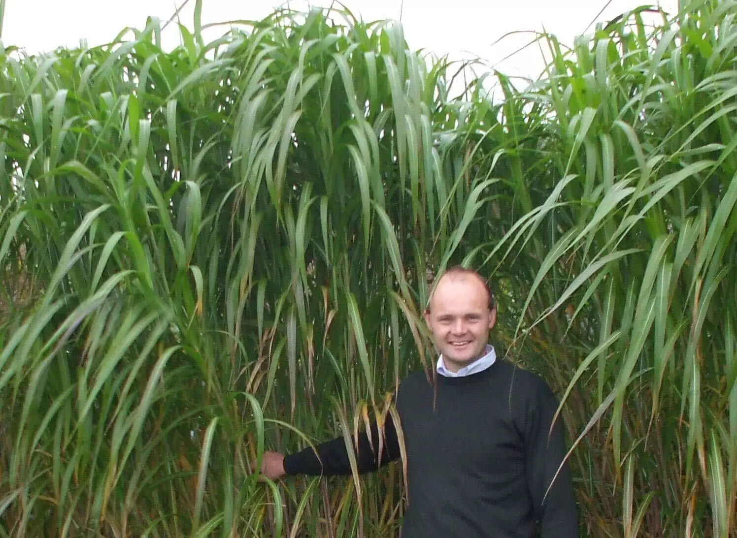 Giant Skyscraper Grass Seeds - 100 Seeds - Tallest Grass - Miscanthus giganteus - Fast Growing, Ornamental