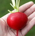 German Giant Radish Seeds - 50+ Heirloom Organic Non-GMO - Fresh Vegetable Seeds for Gardening