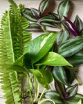 Rooted Cuttings Houseplants - 15 Varieties - Indoor Green Plants for Home Decor - Ideal for Plant Lovers
