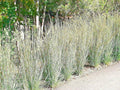 Little Bluestem Seeds - 501+ Count - Native Prairie Grass - Ornamental Perennial with Fall Colors - Schizachyrium scoparium