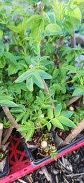 Black Elderberry Plants - 2 Live Bush Cuttings - Sambucus - Rooted for Home Gardening