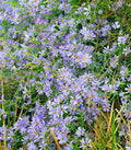 Sky Blue Aster Seeds - 101+ Perennial Native Wildflower for Summer & Fall Flower Garden (Aster cordifolius)