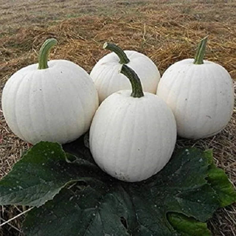 Casper White Pumpkin Seeds - 20 Non-GMO Rare Seeds - Fresh - Cucurbita pepo