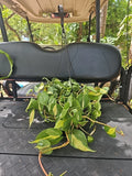 Large Pothos Plant 8" Hanging Pot Brasil Variegated Epipremnum aureum Hederaceum Cordatum