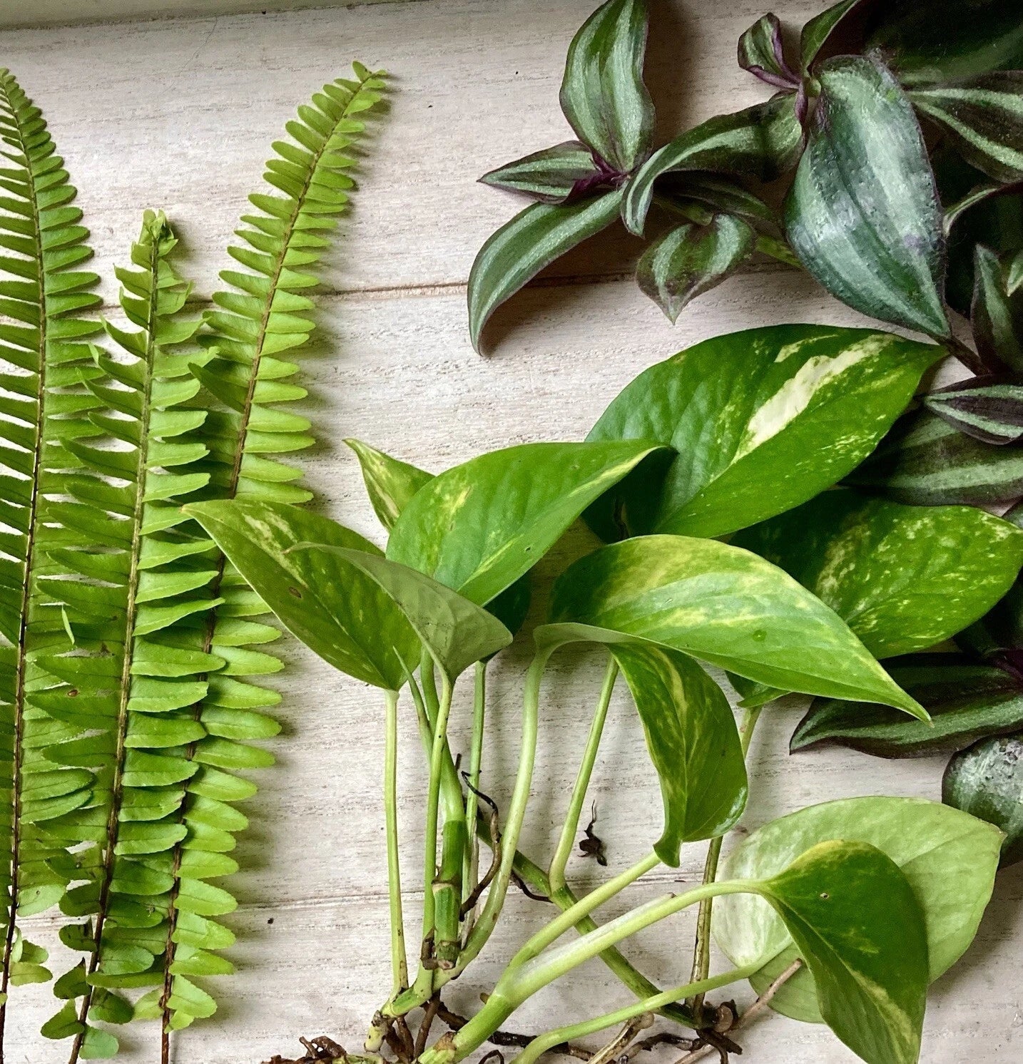 Plant Cutting Variety Pack - 15 Rooted Cuttings - Indoor Plants - Assorted Varieties for Home Gardening