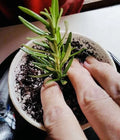 Rosemary Clippings - 10 Fresh Cuttings - Rosmarinus officinalis - Herb for Cooking and Gardening