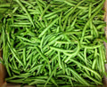 Tendergreen Green Bean Seeds - Fresh Seeds for Planting - Phaseolus vulgaris - FREE Shipping