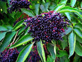 American Elderberry Seeds - 250 Non-GMO Seeds for Planting - Sambucus Canadensis - Organic Garden Starter