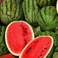 Jubilee Improved Watermelon Seeds | Heirloom Non-GMO | 1040 Variety | Organic Vegetable Seeds