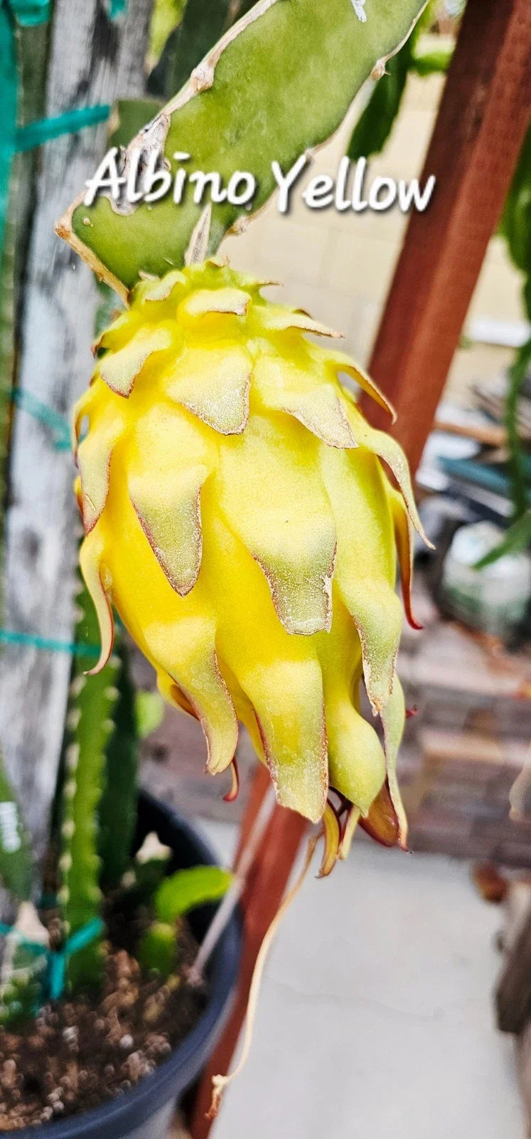 Albino Yellow Dragonfruit Cutting - Rooted Cuttings (12-16 inches) - Hylocereus megalanthus
