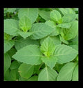 Tulsi Holy Basil Seeds - 1,600 Heirloom Culinary Seeds, Fresh Sacred Herb for Gardening, Ocimum sanctum