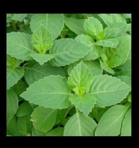 Tulsi Holy Basil Seeds - 1,600 Heirloom Culinary Seeds, Fresh Sacred Herb for Gardening, Ocimum sanctum