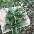 Mexican Petunia Cuttings 6-8" White Ruellia Tuberosa Live RARE Unrooted