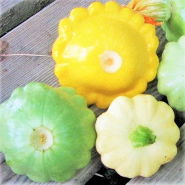 Patty Pan Squash Seeds - 30+ Count - 3 Color Mix (Bush Scallop Squash) - Perfect for 2025 Garden Planting