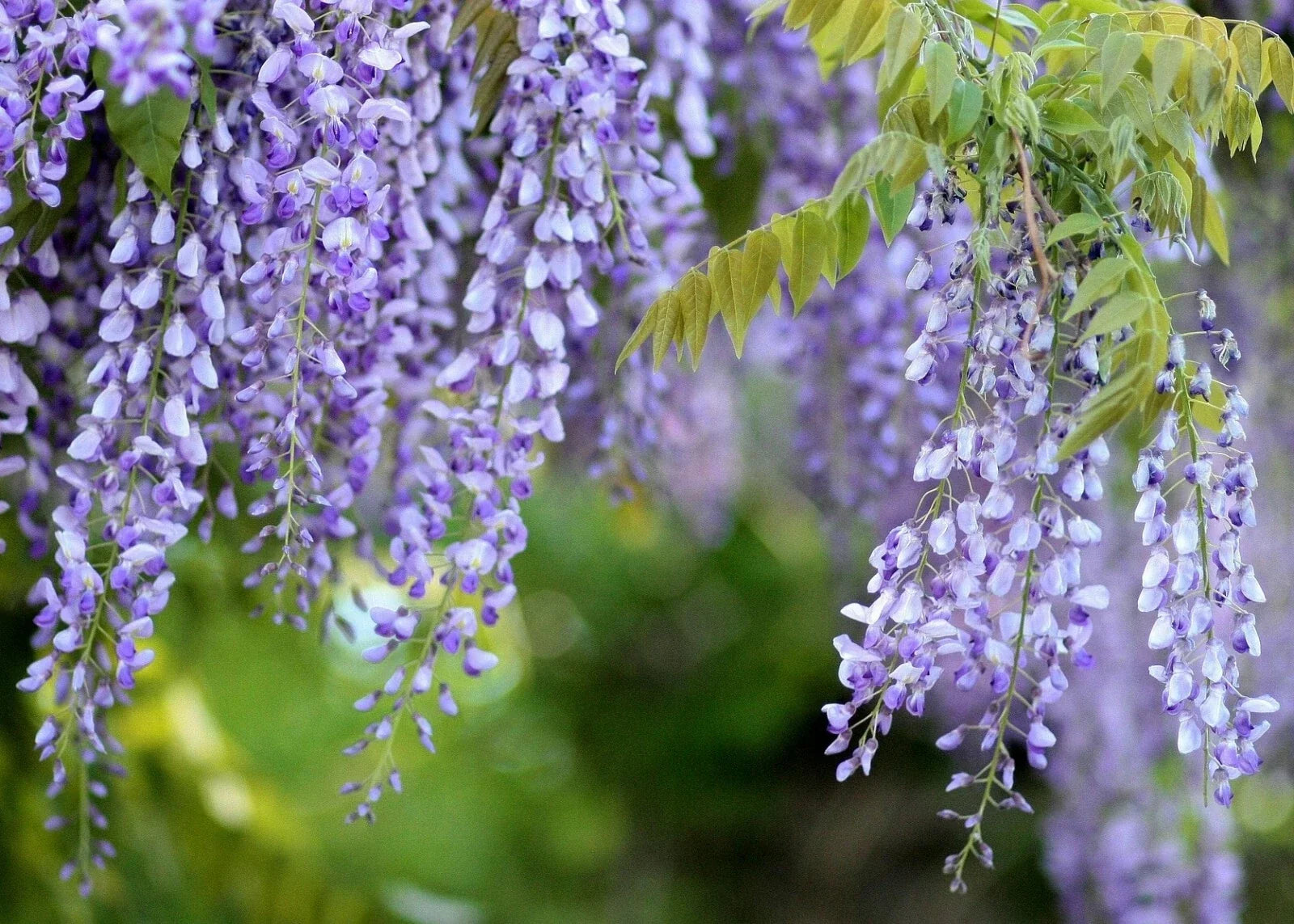 Purple Wisteria Live Plant - 2 Feet Well Rooted - Chinese Wisteria (Wisteria sinensis)