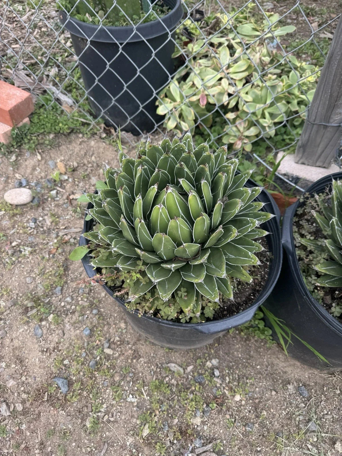 Agave Victoria-Regina "Compacta" - 3" D Markings - Bear Root Plant - Perfect for Indoor & Outdoor Gardening