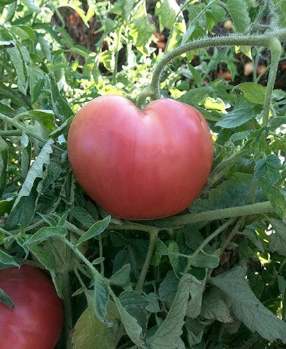 Pink Oxheart Tomato Seeds - 50 Ct Heirloom Non-GMO Vegetable Garden Seeds (Solanum lycopersicum)