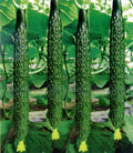 Live Chinese Cucumber Plant - 8" Fruit - Crisp & Sweet - 4" Pot - Cucumis sativus Seedling
