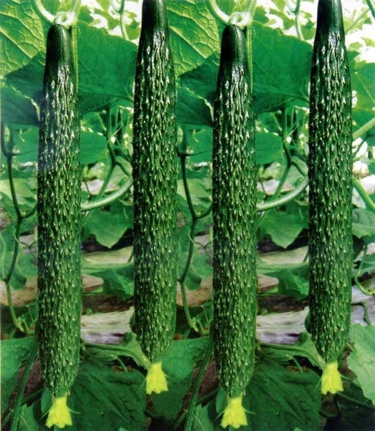 Live Chinese Cucumber Plant - 8" Fruit - Crisp & Sweet - 4" Pot - Cucumis sativus Seedling