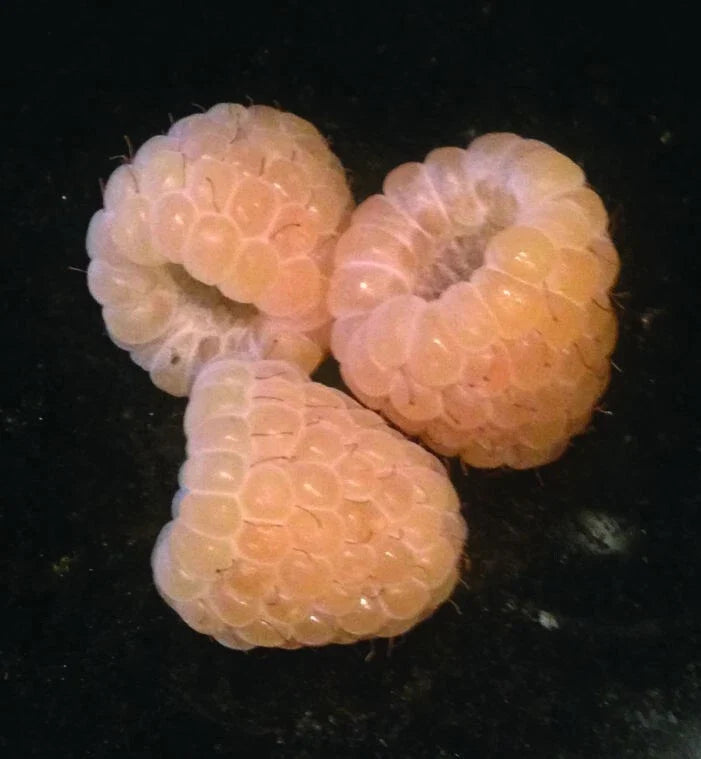 Yellow Anne Raspberry Plant - Live Starter, Zones 4-9, Self-Pollinating, Fall Bearing, Medium/Large Yellow Berries, Rubus idaeus 'Anne'