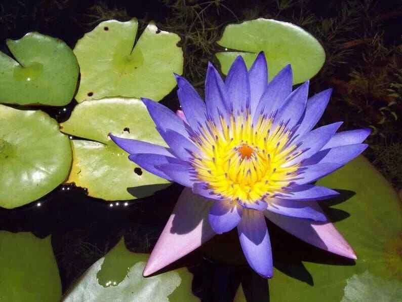 Blue Lotus Seeds - 5 Count - Nelumbo nucifera - Hardy Tropical Flowering Blooms