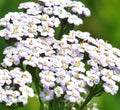 White Yarrow Seeds 2000+ Perennial Herb Flower Achillea millefolium for Garden Pollinators Bees