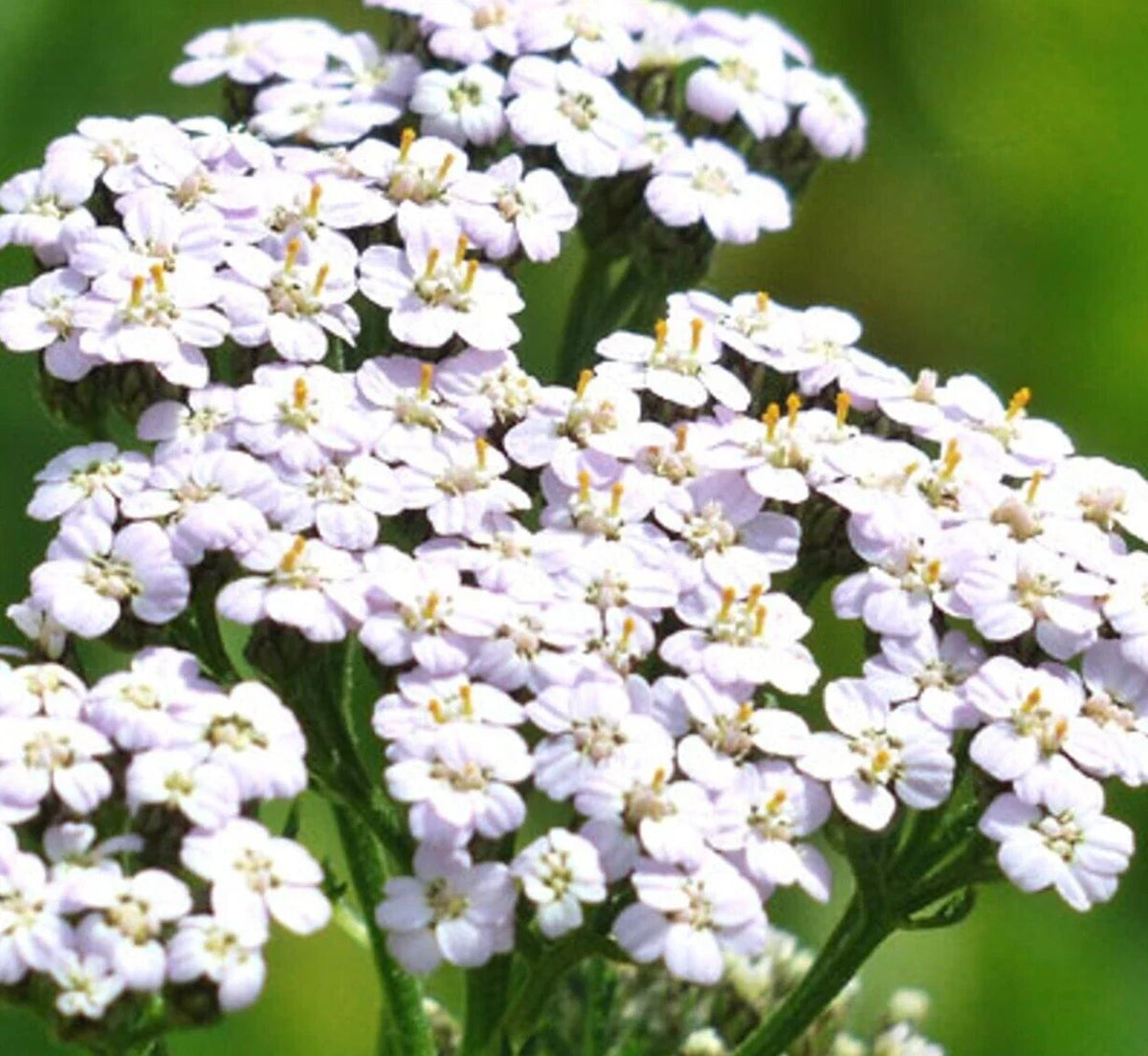 White Yarrow Seeds 2000+ Perennial Herb Flower Achillea millefolium for Garden Pollinators Bees