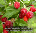 1 Boyne Early Season Red Raspberry Potted Plants - 1-2 Year Old - Rubus idaeus
