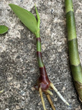 Yellow Spiral Ginger Rooted Cutting - Dimerocostus strobilaceous - Hawaii Grown Tropical Plant