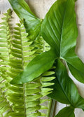 Rooted Plant Cuttings - 20 Pack - Arrowhead Vine & Ferns - Syngonium Podophyllum & Nephrolepis exaltata