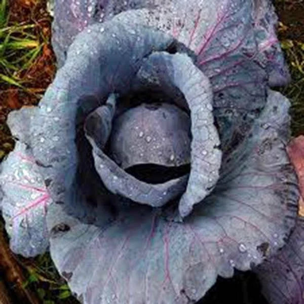 Red Acre Cabbage Seeds, Heirloom Non-GMO, 500 Seeds, Brassica oleracea